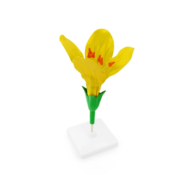 Модель «Цветок капусты»